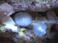 shrooms.jpg