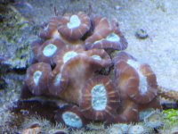 FS012509 005.jpg