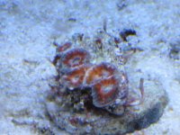 FS012509 004.jpg
