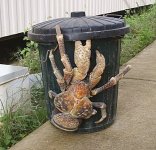 coconut crab.jpg