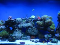 fish tank 250.jpg