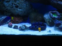 fish tank 252.jpg