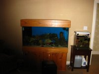fish tank 246.jpg