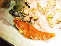 Zebra Eel & Orange Toad Fish 10-28-2007 042.jpg