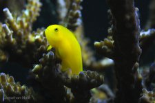 happy goby.jpg