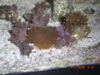 Copy of CIMG2518.JPG