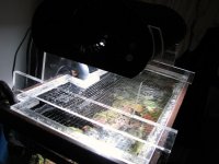 Custom King creations 12-3-07 022.jpg