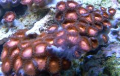cherry coke zoas (Small).jpg