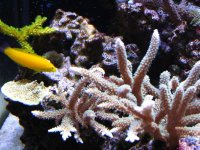 Fish Tank081308 005.jpg