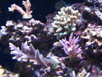 Fish Tank081308 007.jpg