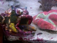 jawfish.jpg
