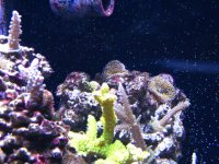 Fish Tank081308 008.jpg