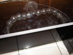New Tank Photos! 004.JPG