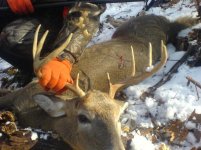 deer 1.jpg
