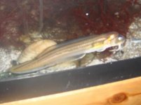 fish.jpg