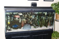fishTank-2.jpg