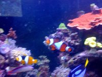 clowfish.jpg