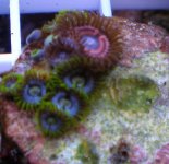 Goos and silverblu green frag.jpg