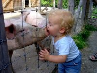 toddler-kissing-a-pig.jpg