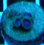 PHE frag 4 atinic.jpg