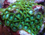 radio active dragon eyes 1.jpg