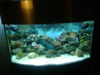 fish tank 005.jpg