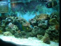 fish tank 001.jpg
