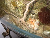 Starfish lovemaking3.jpg