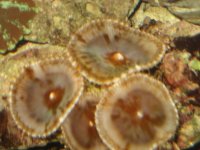 Cinnamon Polyps or .jpg