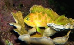 anthias.jpg