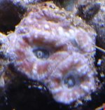small Acan.JPG