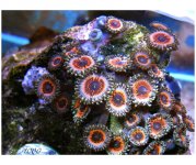 zoas.jpg