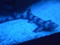 shark 2009 185.JPG