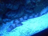 shark 2009 186.JPG