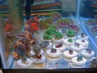 DSC05069-2.jpg