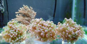 Frogspawn.jpg