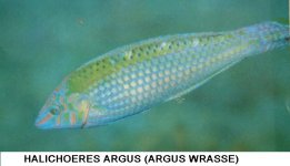 Halichoeres_Argus(Argus_Wrasse).JPG