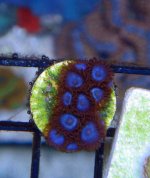 DSC08252zoas.jpg