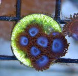 DSC08245zoas.jpg