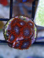 DSC08248zoas.jpg