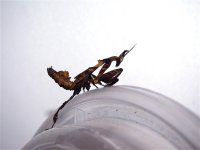 ghost mantis.JPG