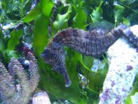 seahorse 011.jpg