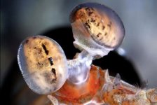 Mantis+Shrimp+Eyes.jpg