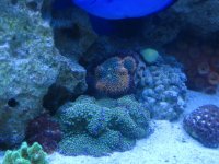 new tank pics 260.jpg