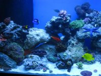 new tank pics 264.jpg