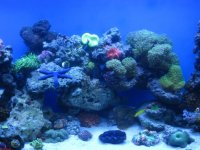 new tank pics 265.jpg