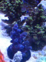 Copy of IMG_0249.JPG