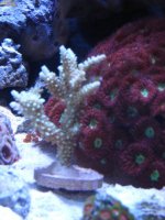 Copy of IMG_0253.JPG