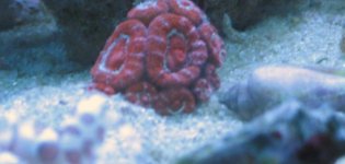 Pink Acan 1.jpg