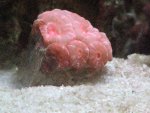 Pink Acan.jpg